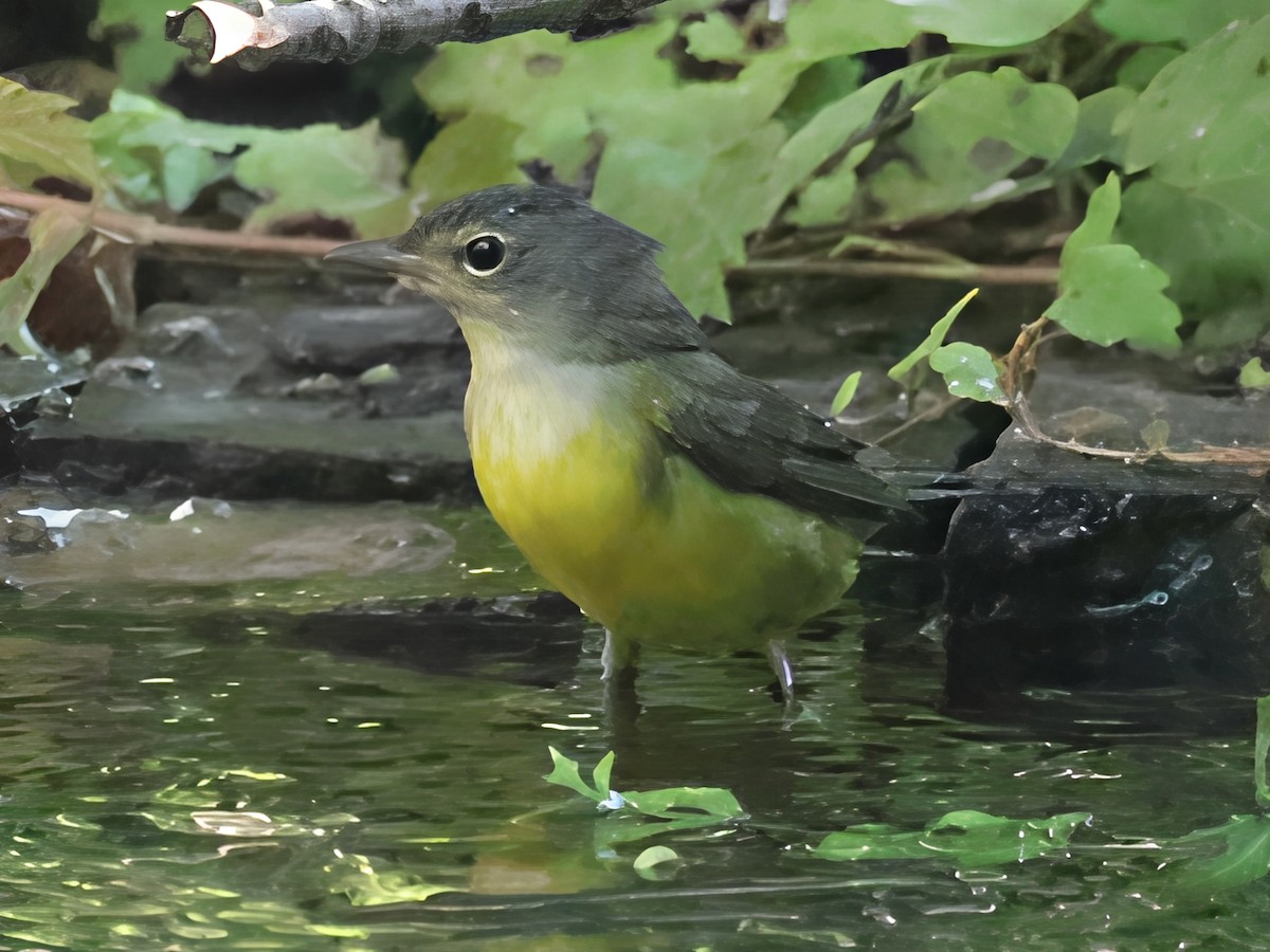 Mourning Warbler - ML640751986