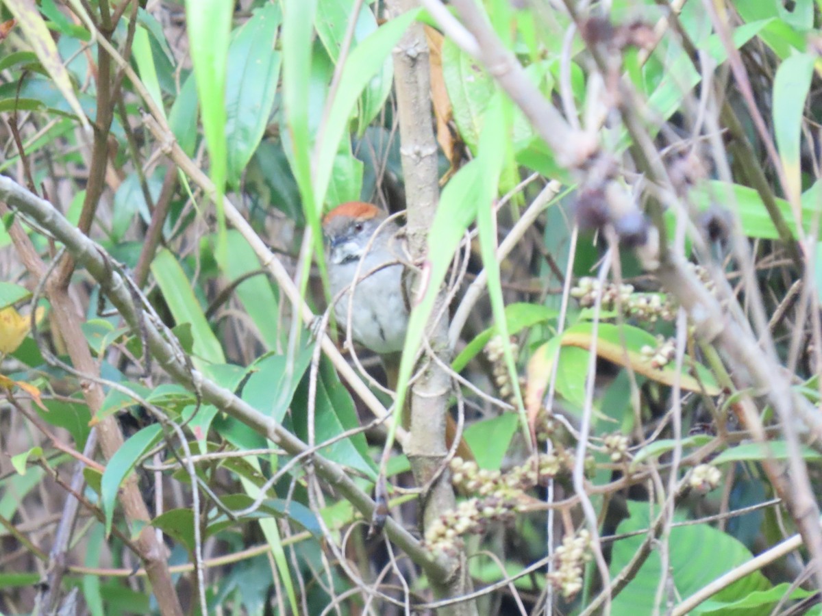 Azara's Spinetail - ML640751988