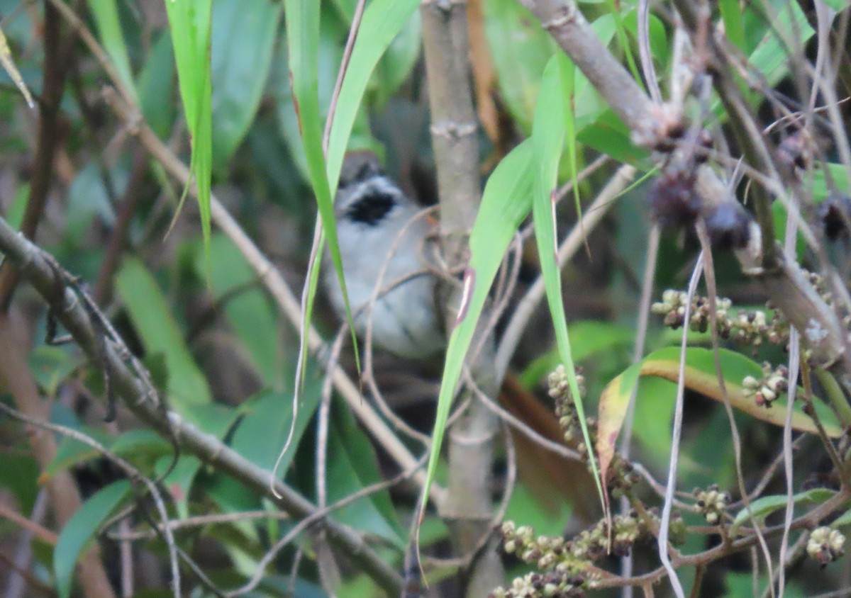Azara's Spinetail - ML640751990