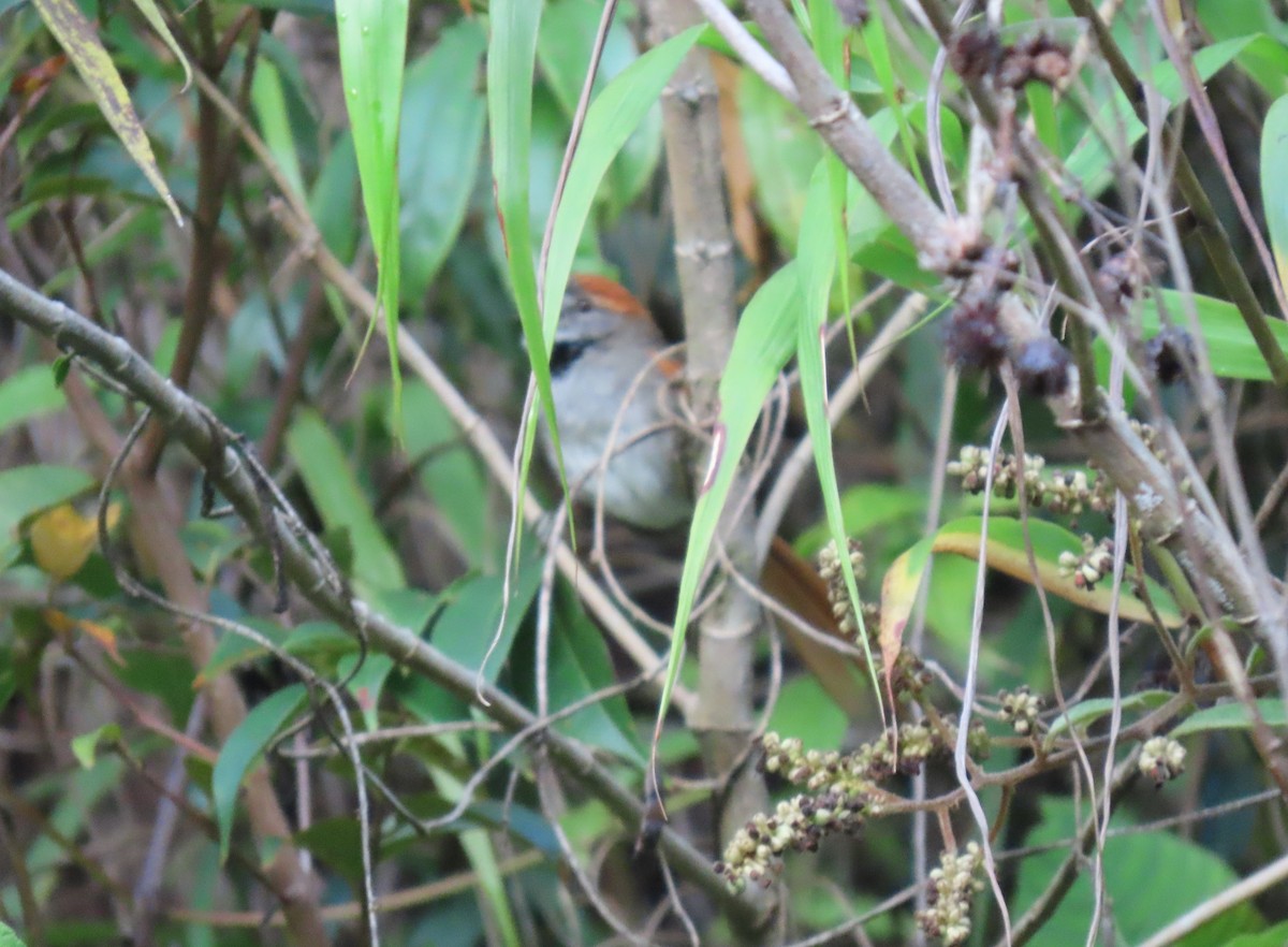 Azara's Spinetail - ML640751991