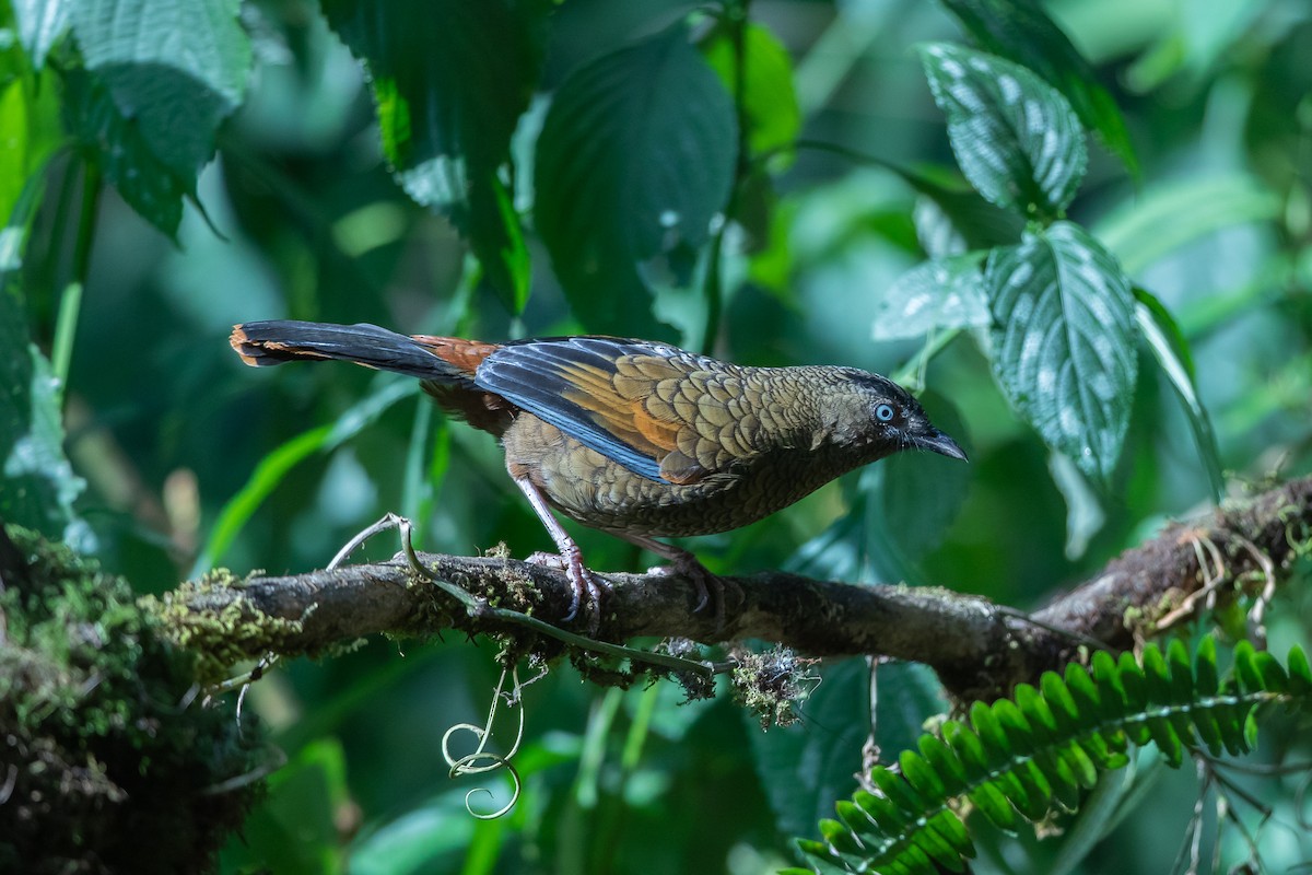 Blue-winged Laughingthrush - ML640752005