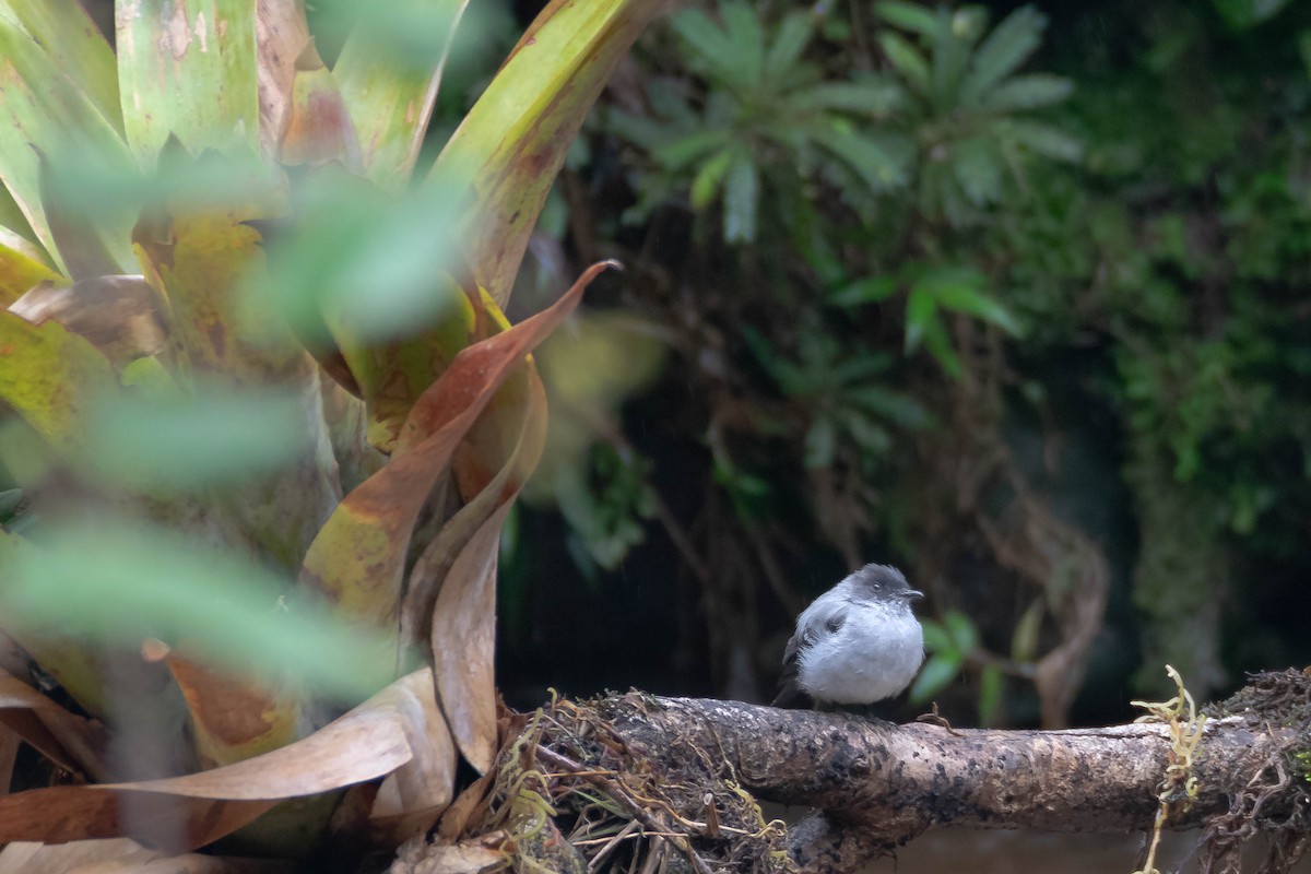 Torrent Tyrannulet - ML640752025