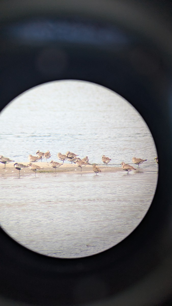 American Golden-Plover - ML640752057