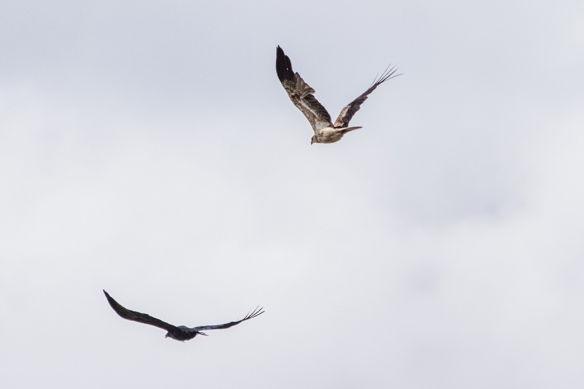crow/raven sp. - ML640752085