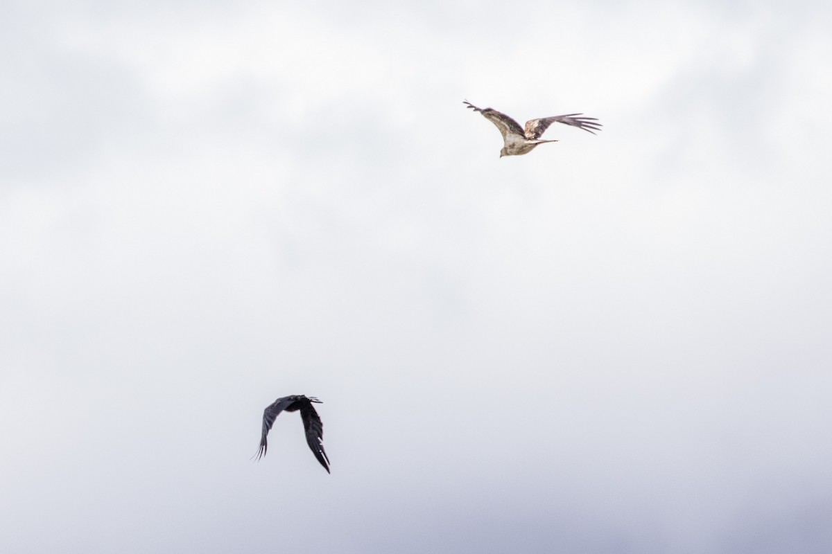 crow/raven sp. - ML640752086