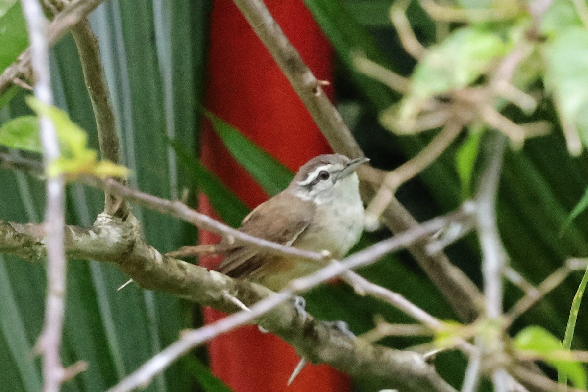 Isthmian Wren - ML640752091