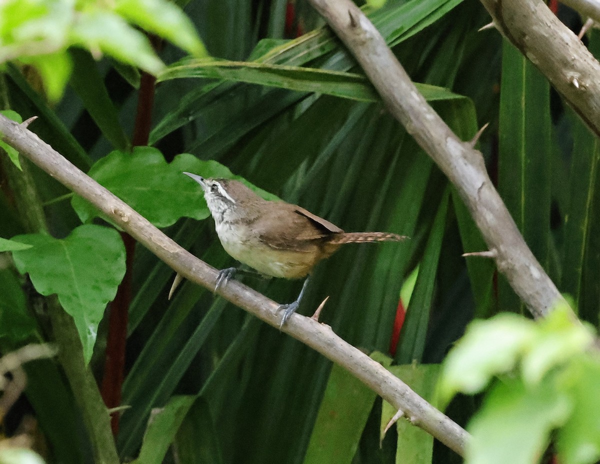 Isthmian Wren - ML640752094