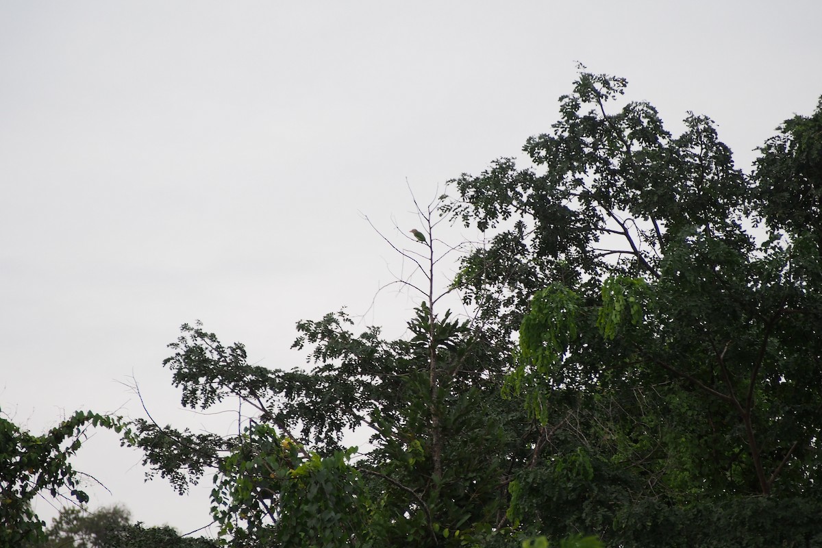 Lineated Barbet - ML640752145