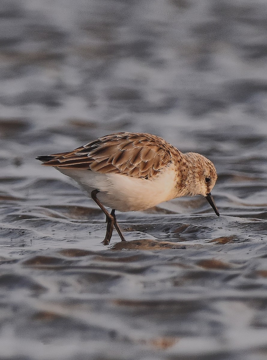 Little Stint - ML640752156