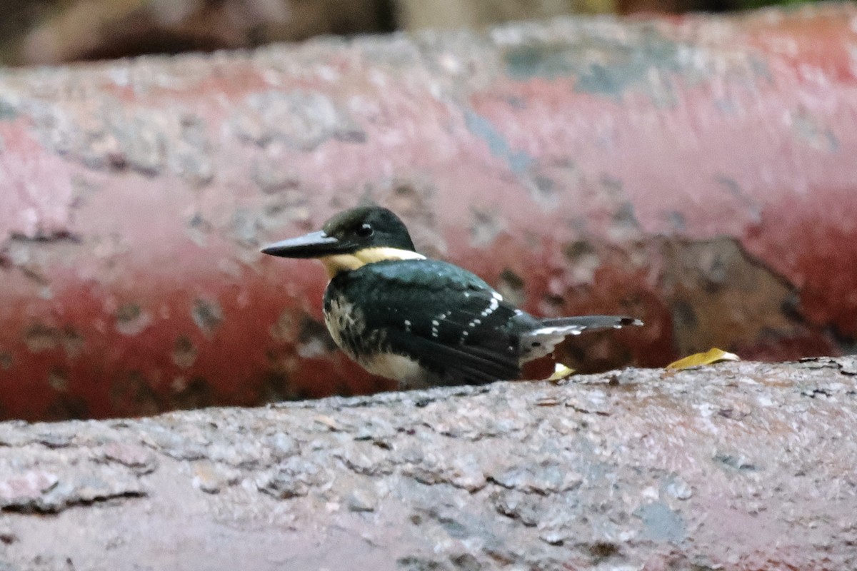 Martin-pêcheur vert - ML640752204