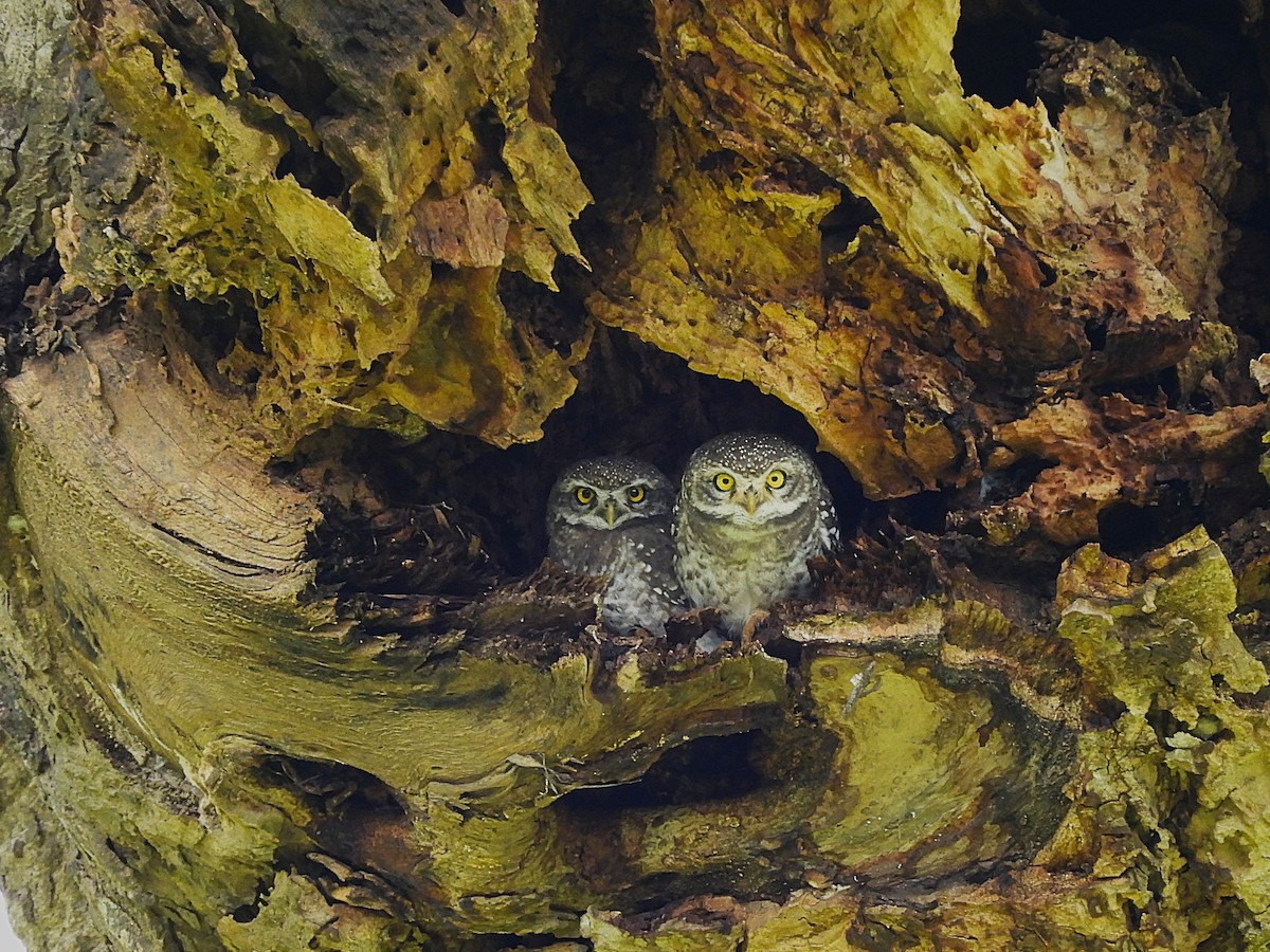Spotted Owlet - ML640752258