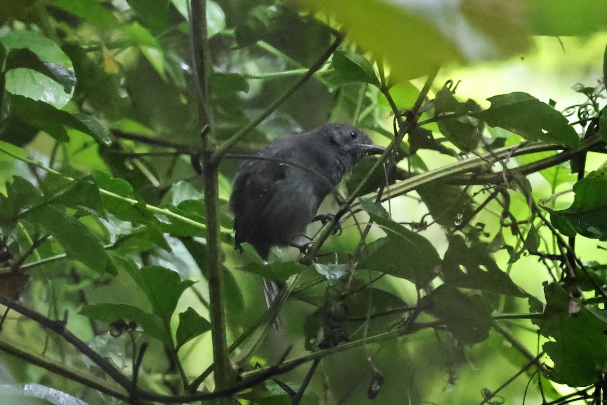 Dusky Antbird - ML640752264