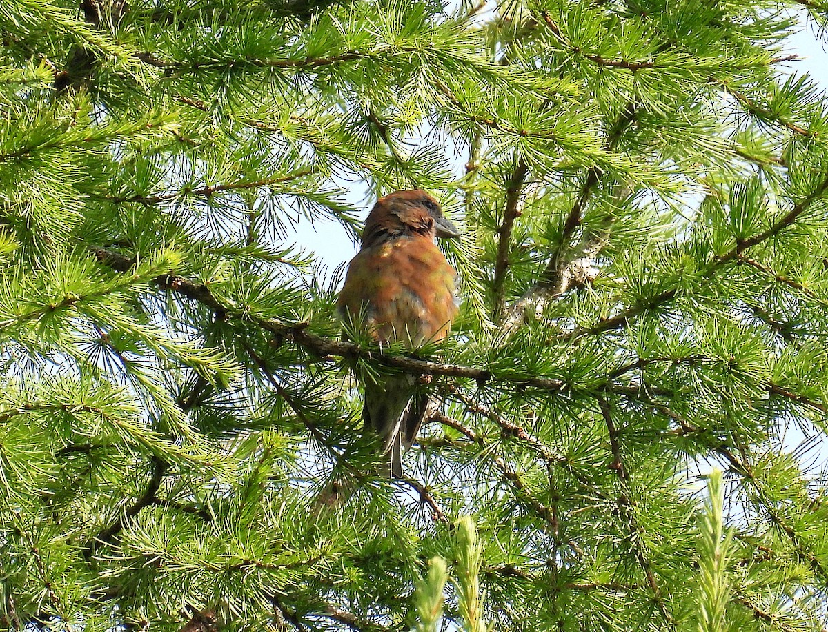 紅交嘴雀 - ML640752282