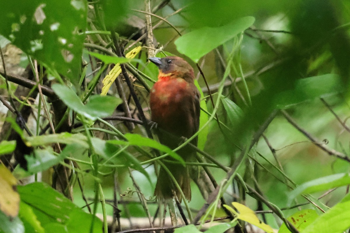 Habia à gorge rouge - ML640752294