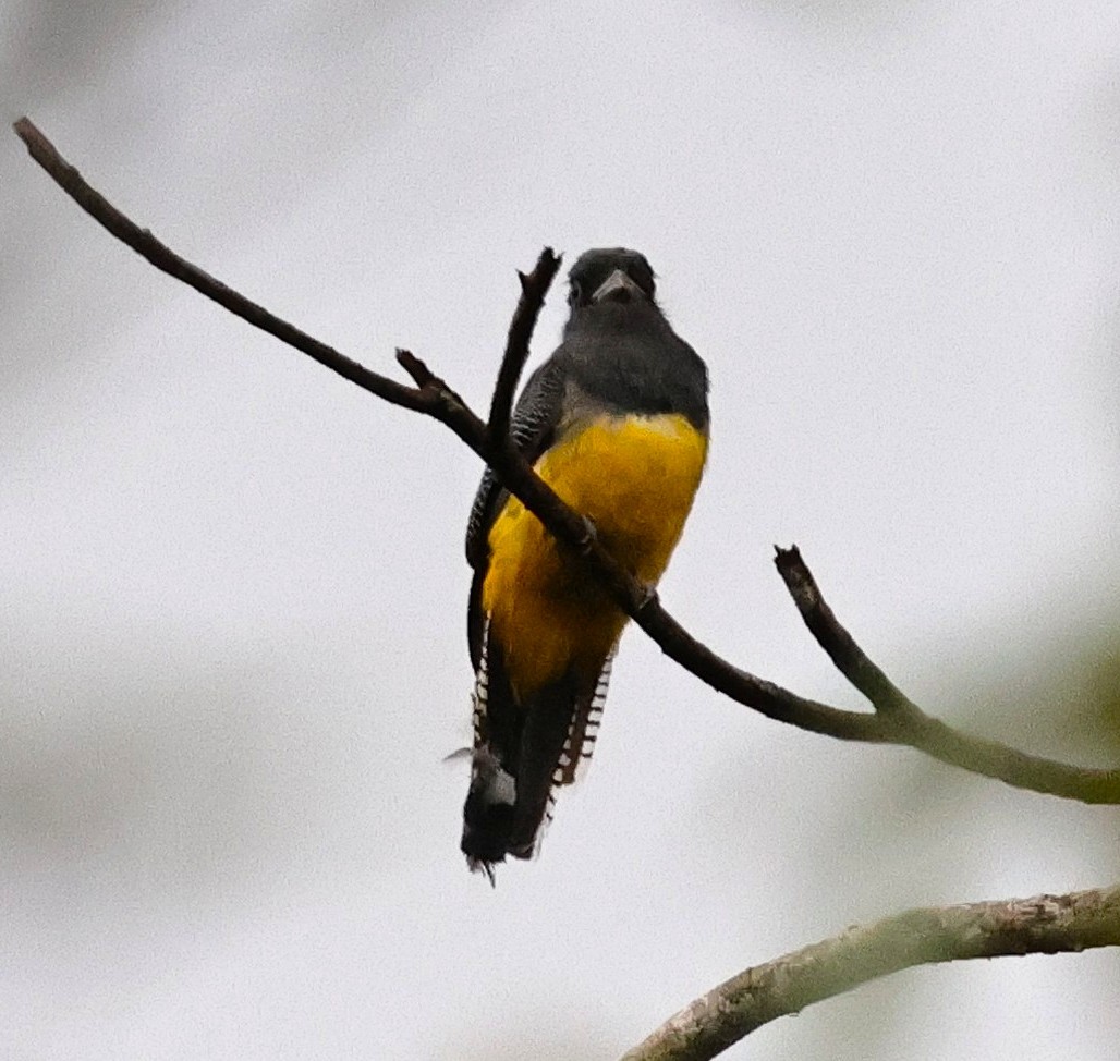 Gartered Trogon - ML640752300