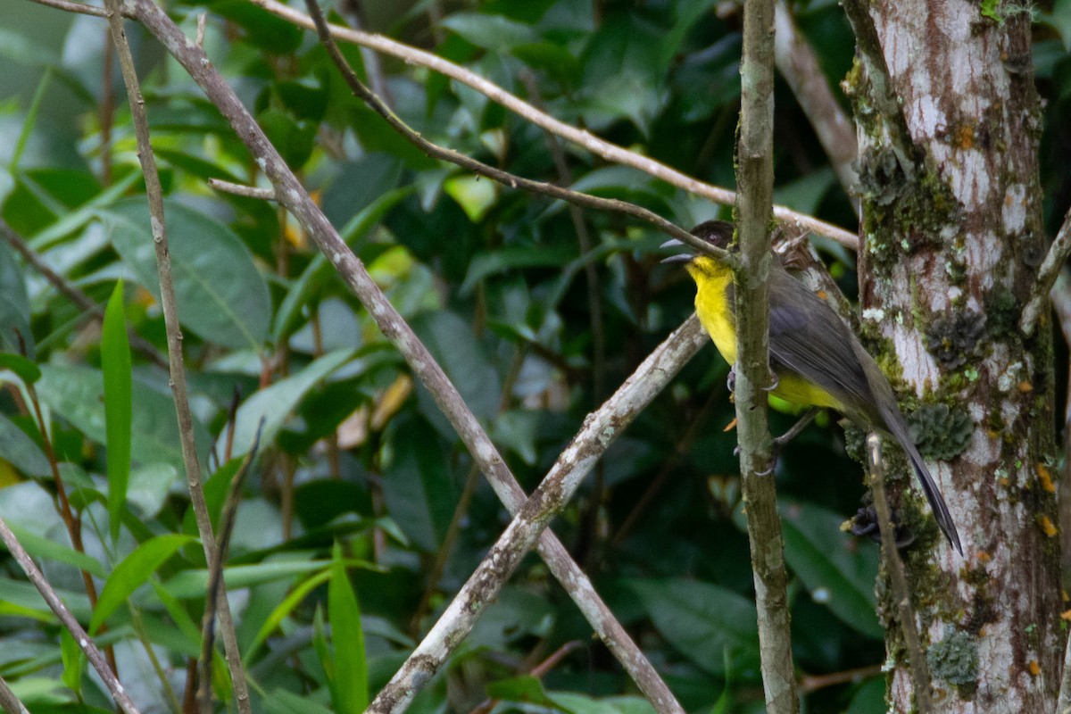Dusky-headed Brushfinch - ML640752311