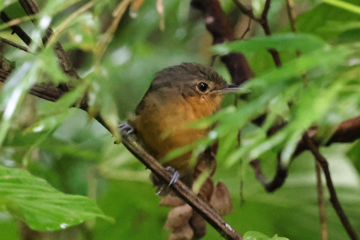 Dusky Antbird - ML640752313