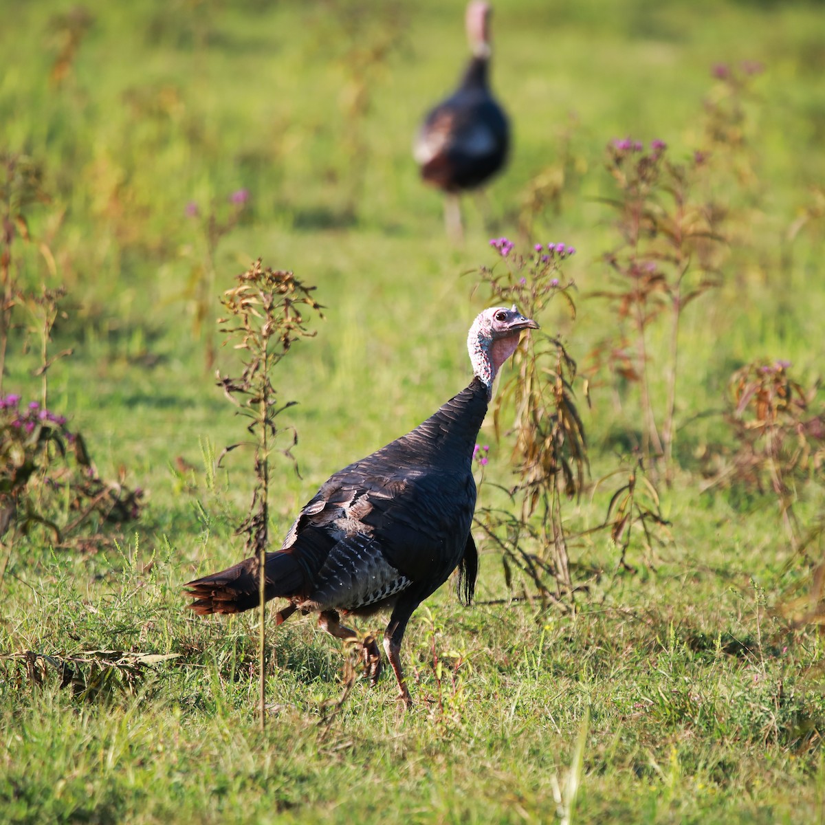 Wild Turkey - ML640752316