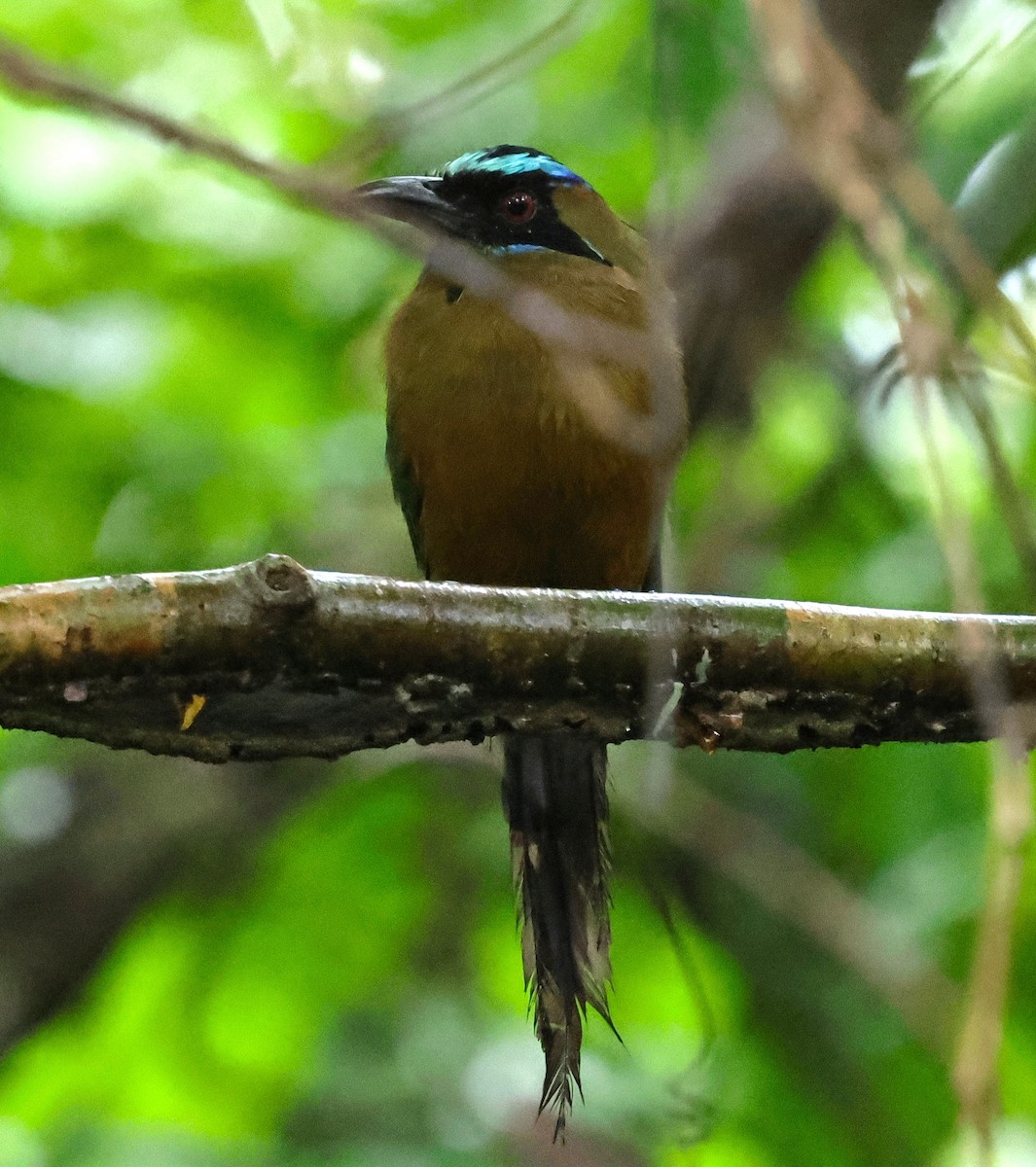 Motmot caraïbe - ML640752319
