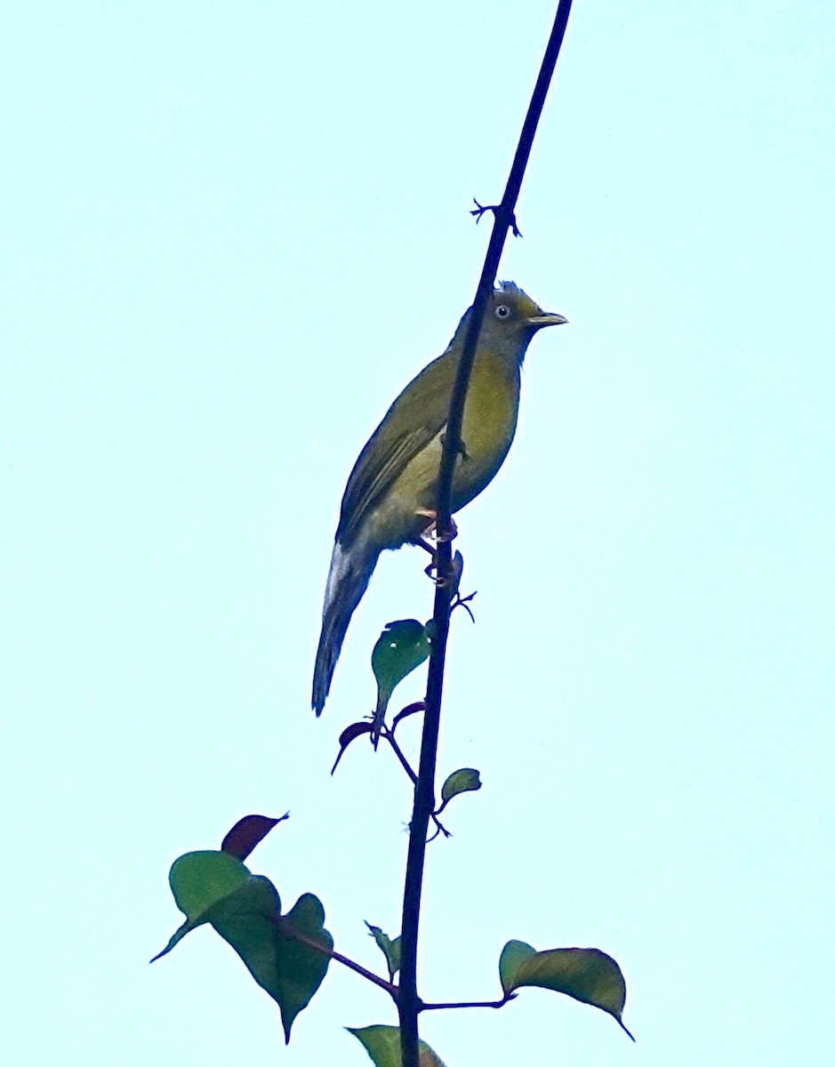 Gray-headed Bulbul - ML640752320