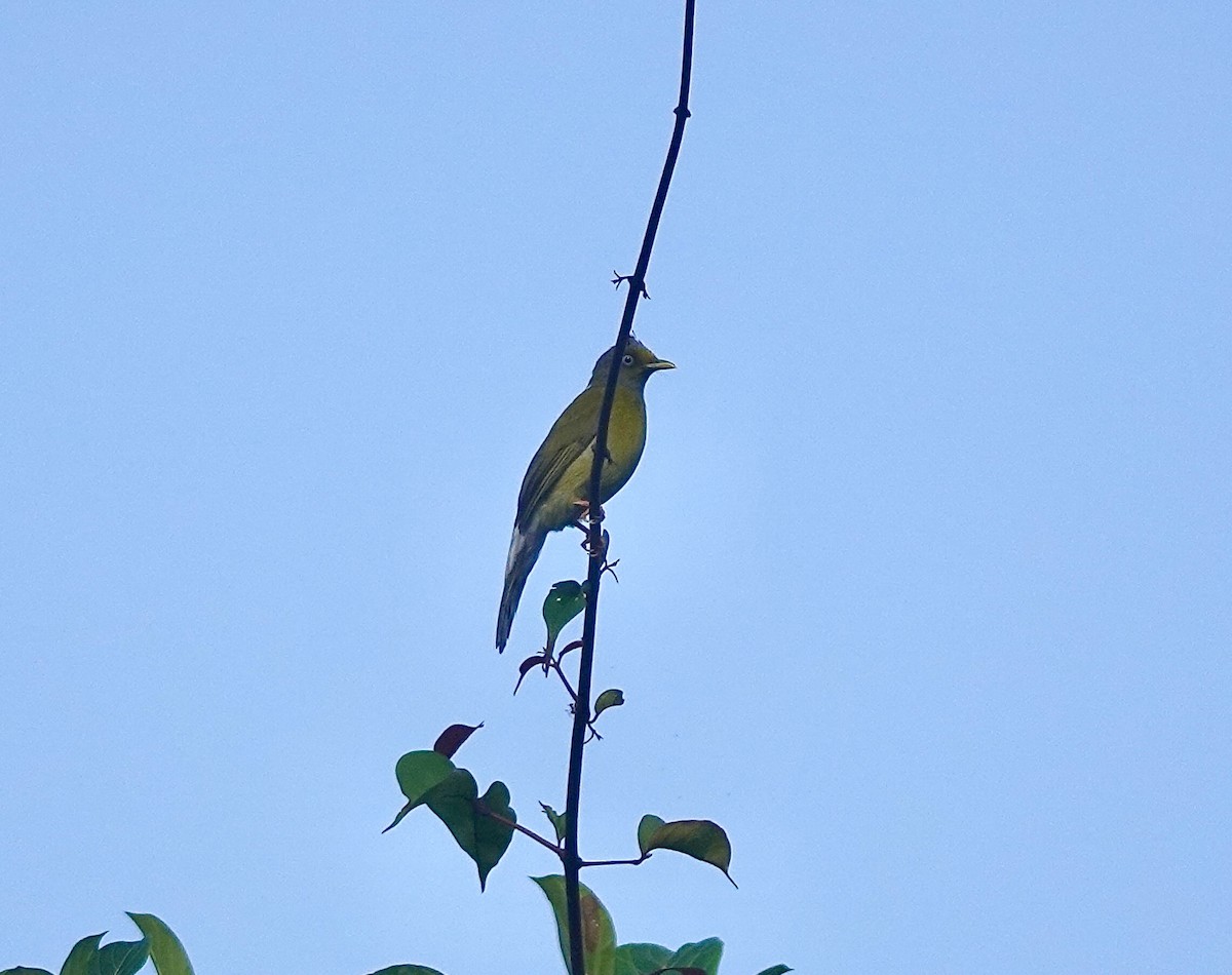 Gray-headed Bulbul - ML640752321
