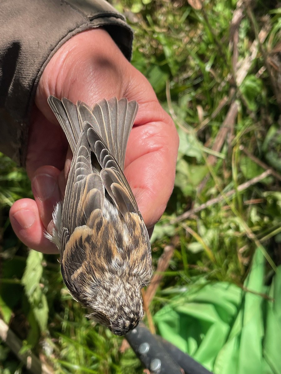 Redpoll (Lesser) - ML640752338