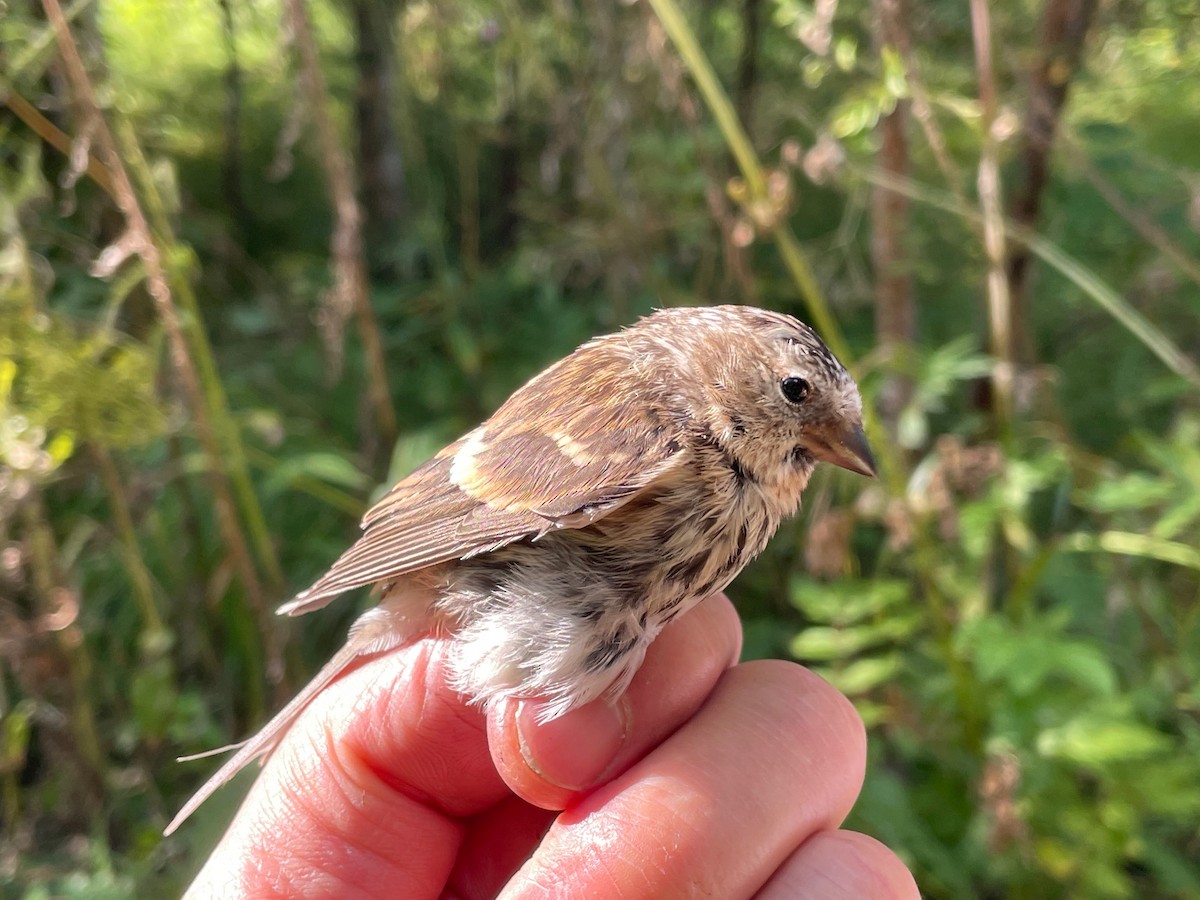 Redpoll (Lesser) - ML640752339