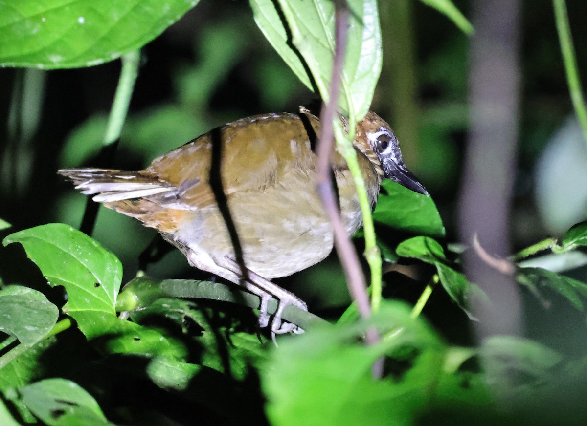 Black-faced Antthrush - ML640752342
