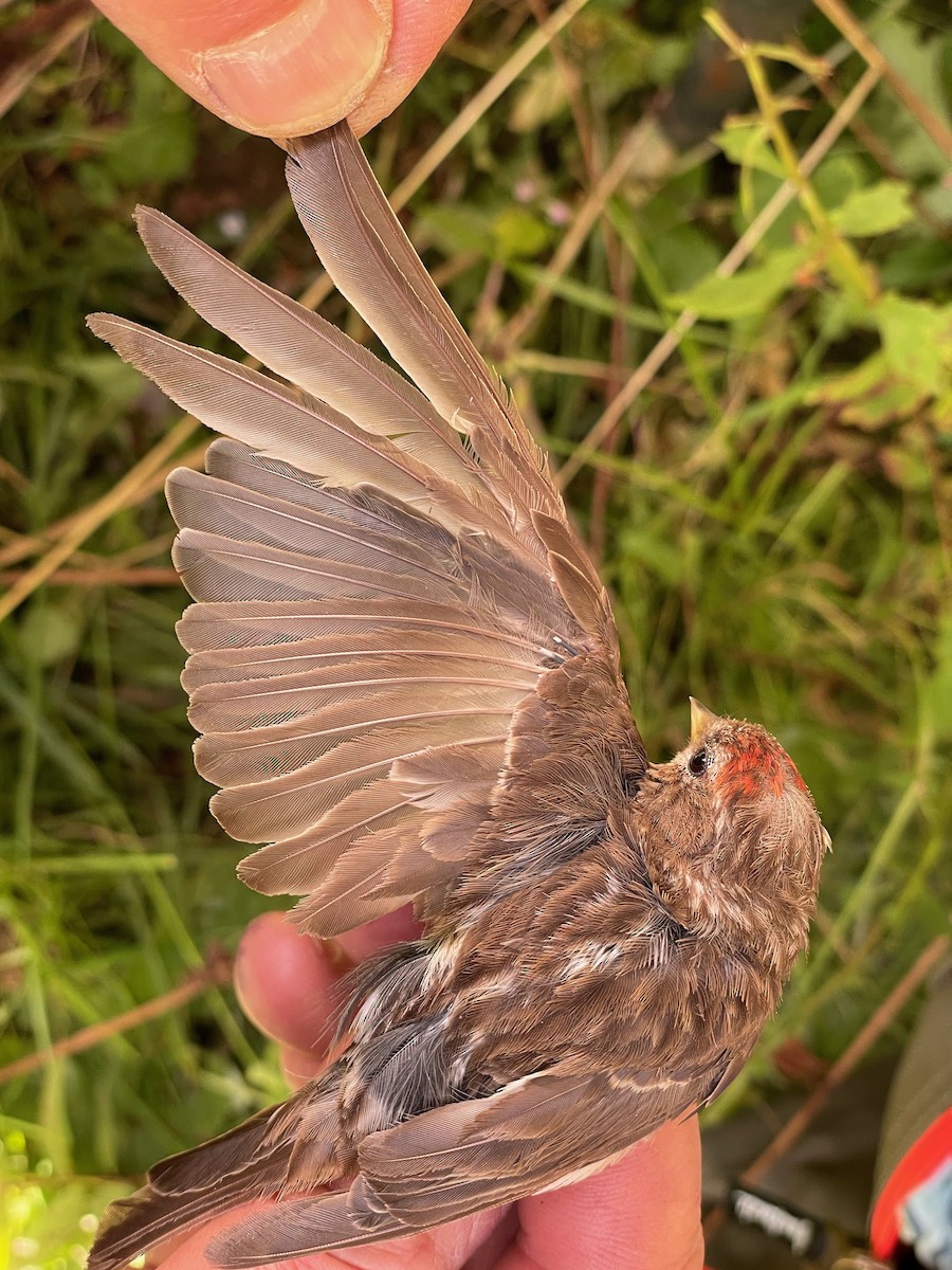 Redpoll (Lesser) - ML640752350
