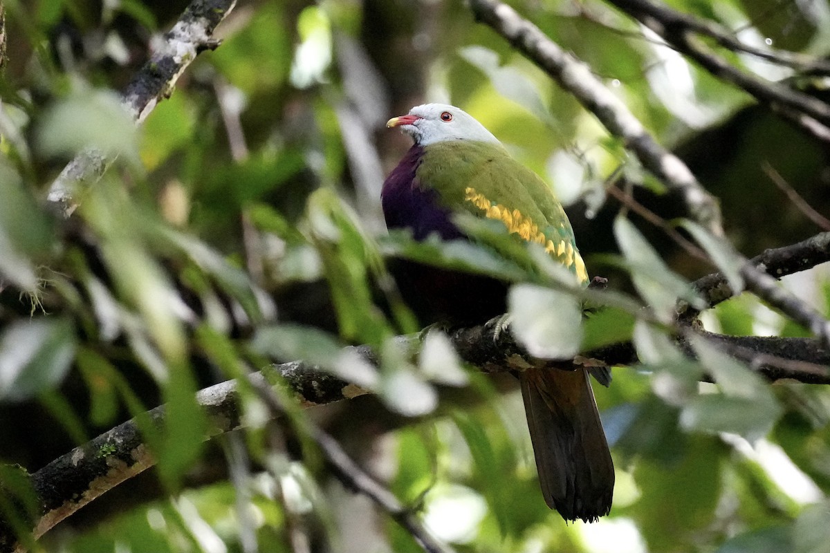 Wompoo Fruit-Dove - ML640752359