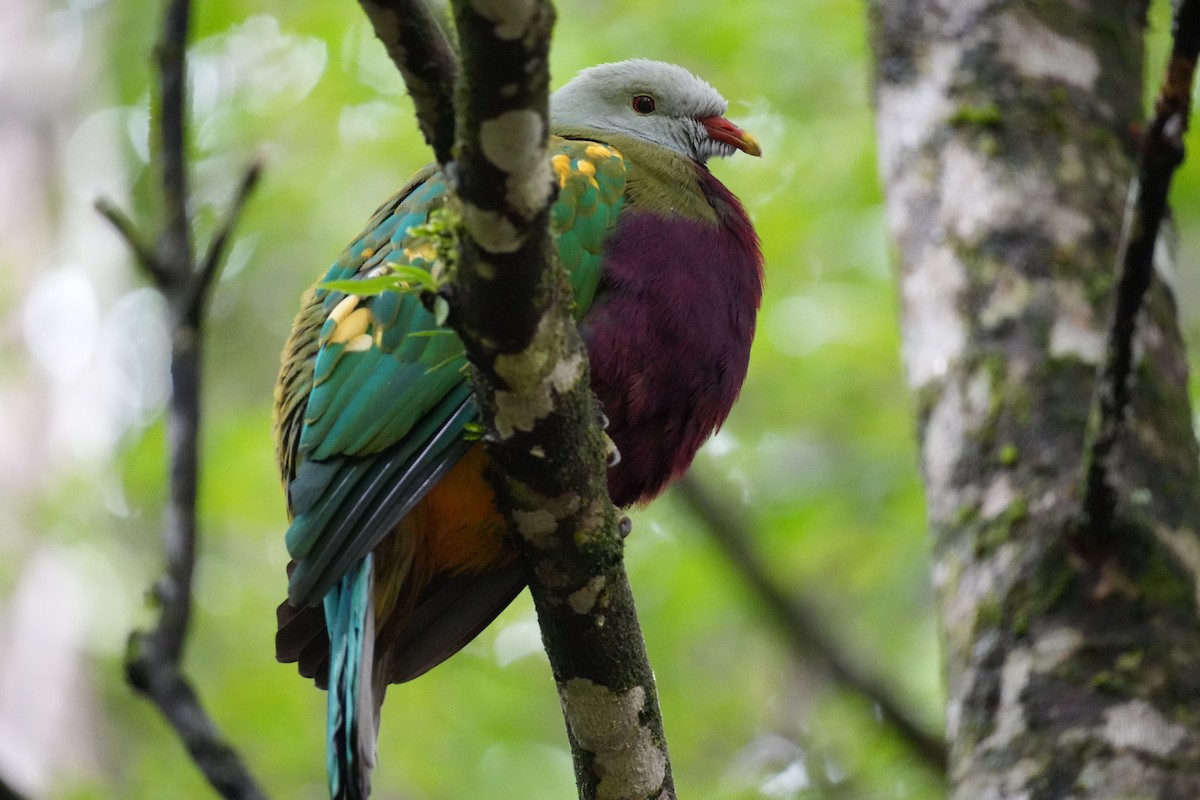 Wompoo Fruit-Dove - ML640752360