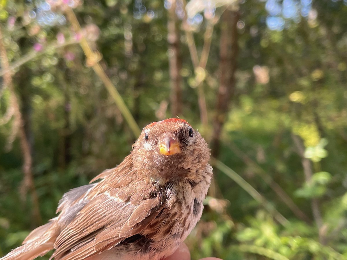 Redpoll (Lesser) - ML640752371