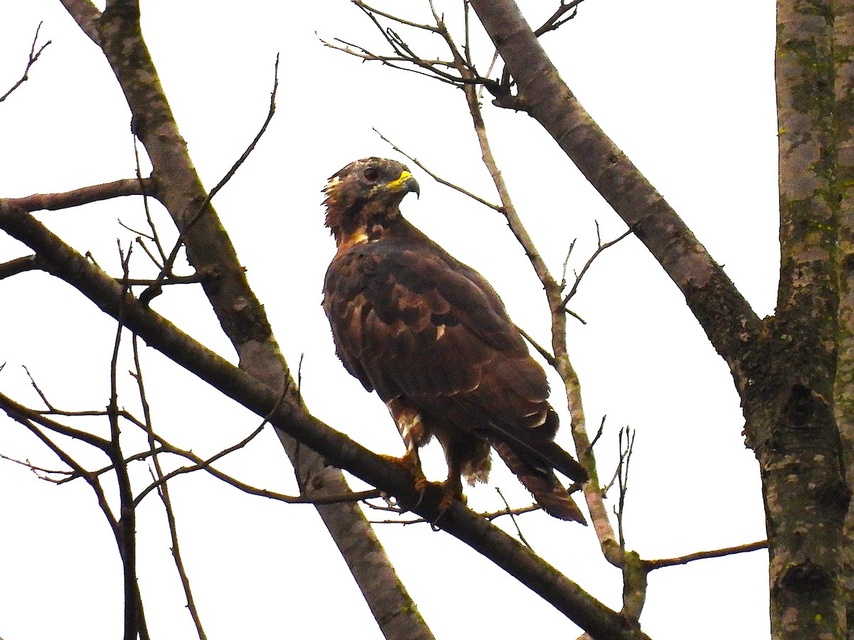 Согсоот гоорбис - ML640752372