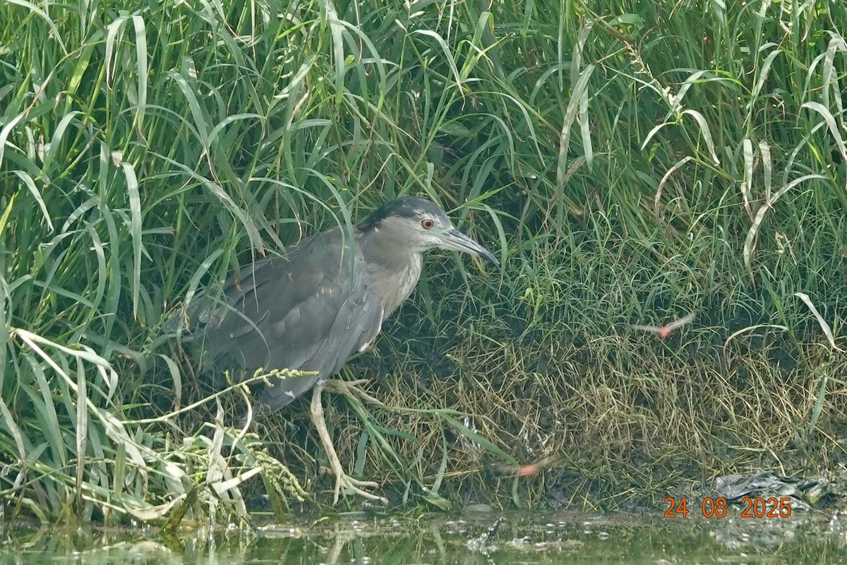 Nachtreiher - ML640752374