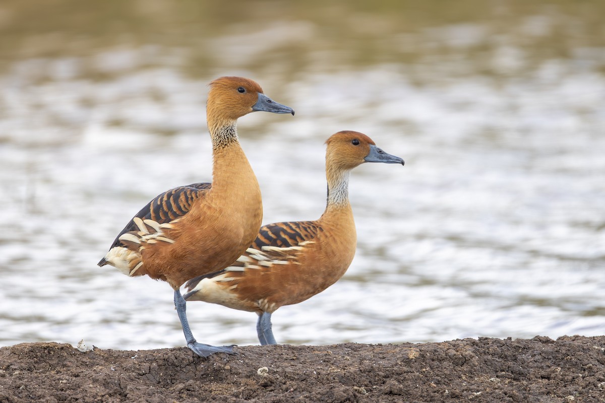 Fulvous Whistling-Duck - ML640752413