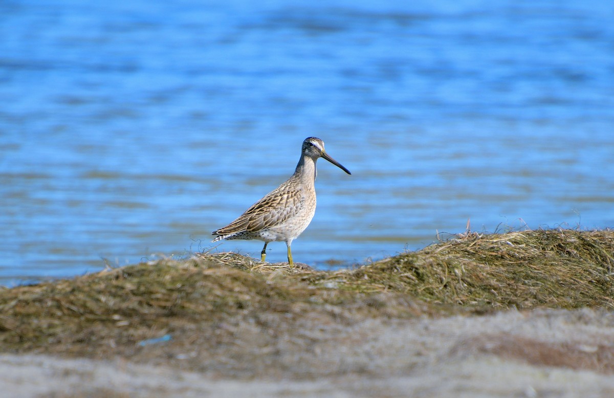 Short-billed Dowitcher - ML640752428