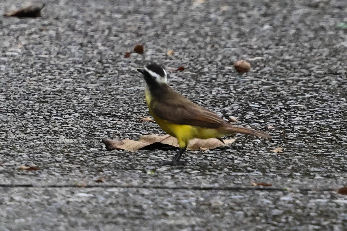 Lesser Kiskadee - ML640752469