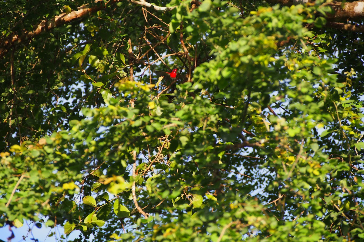 Crimson Sunbird - ML640752473