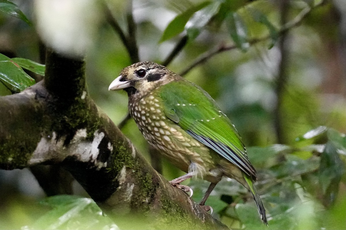 Spotted Catbird - ML640752474