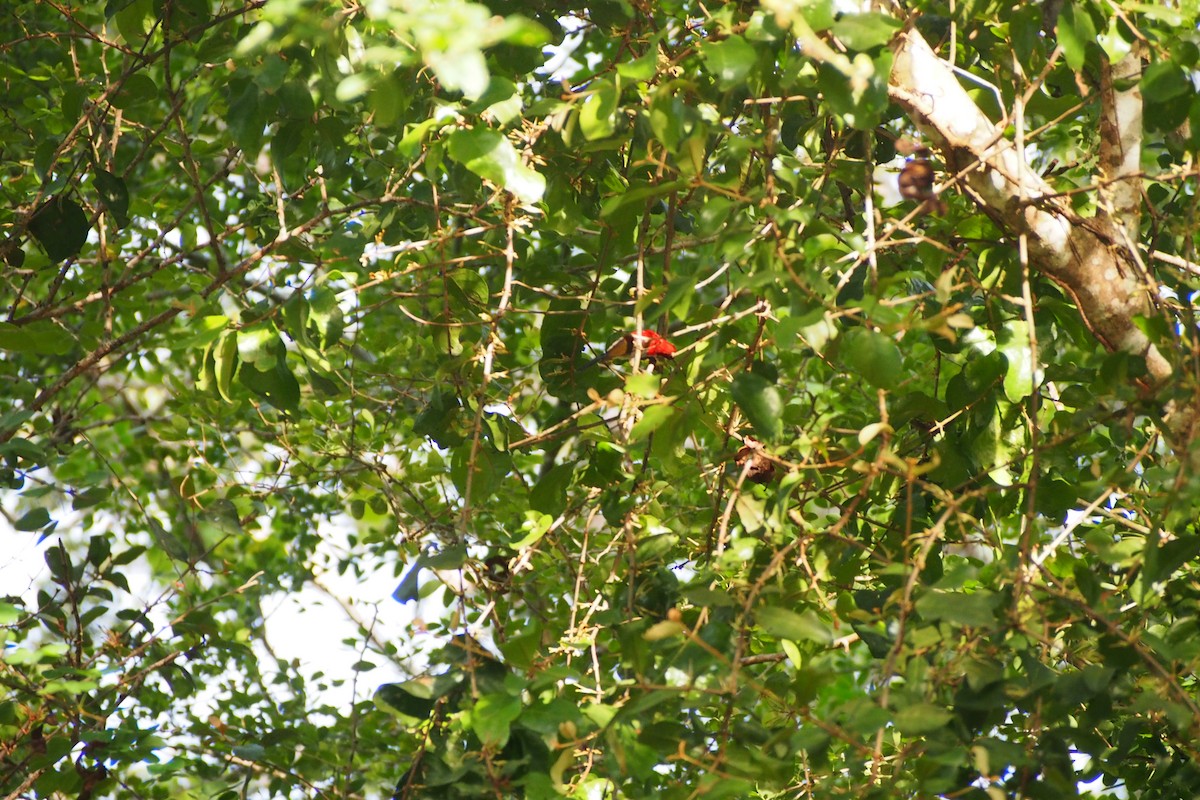 Crimson Sunbird - ML640752476