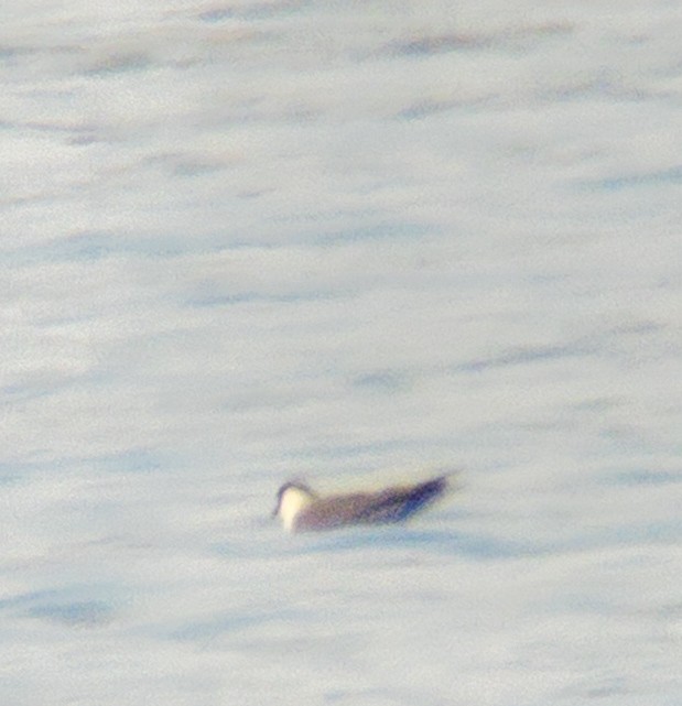 Long-tailed Jaeger - ML640752480