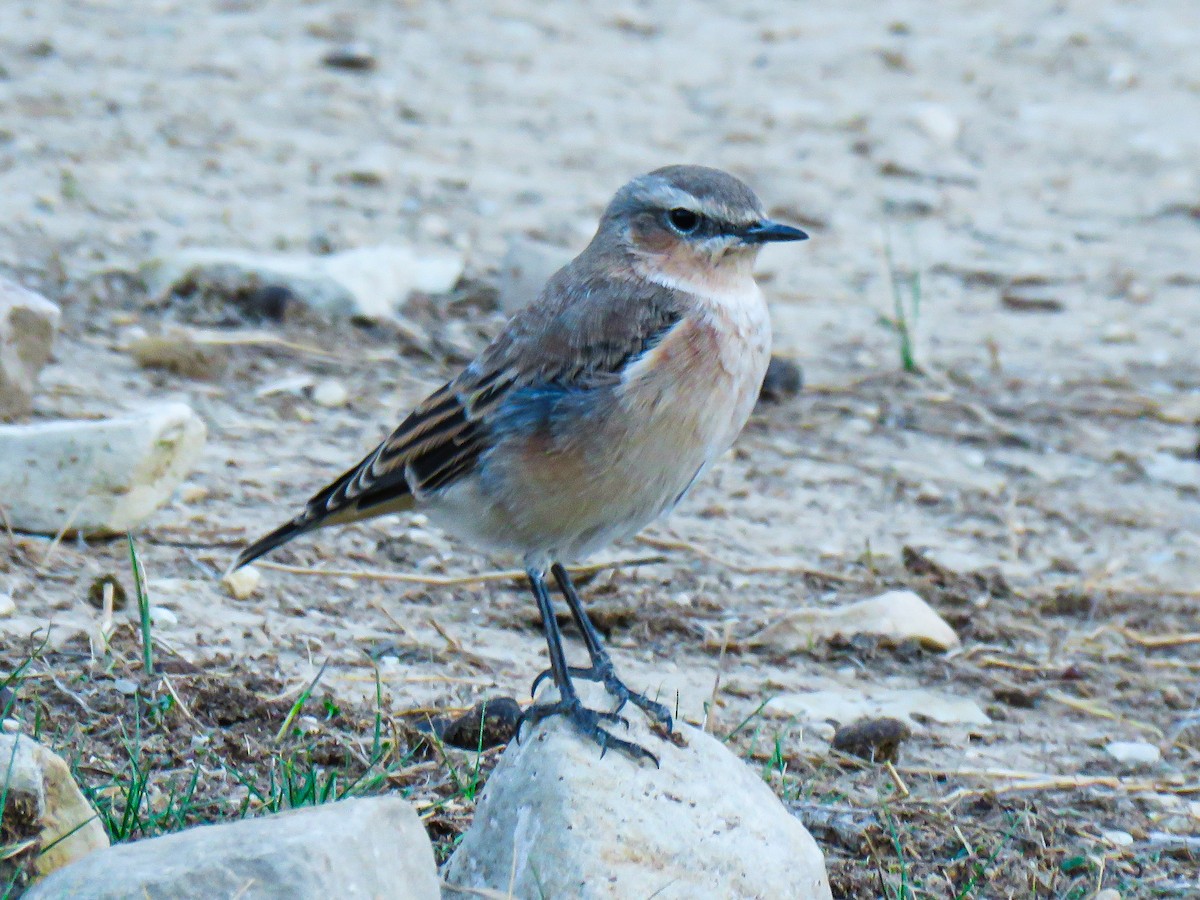 Northern Wheatear - ML640752498