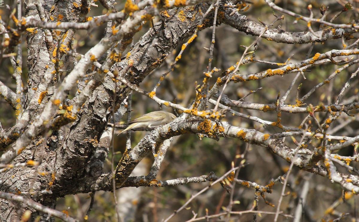 Eastern Bonelli's Warbler - ML640752512