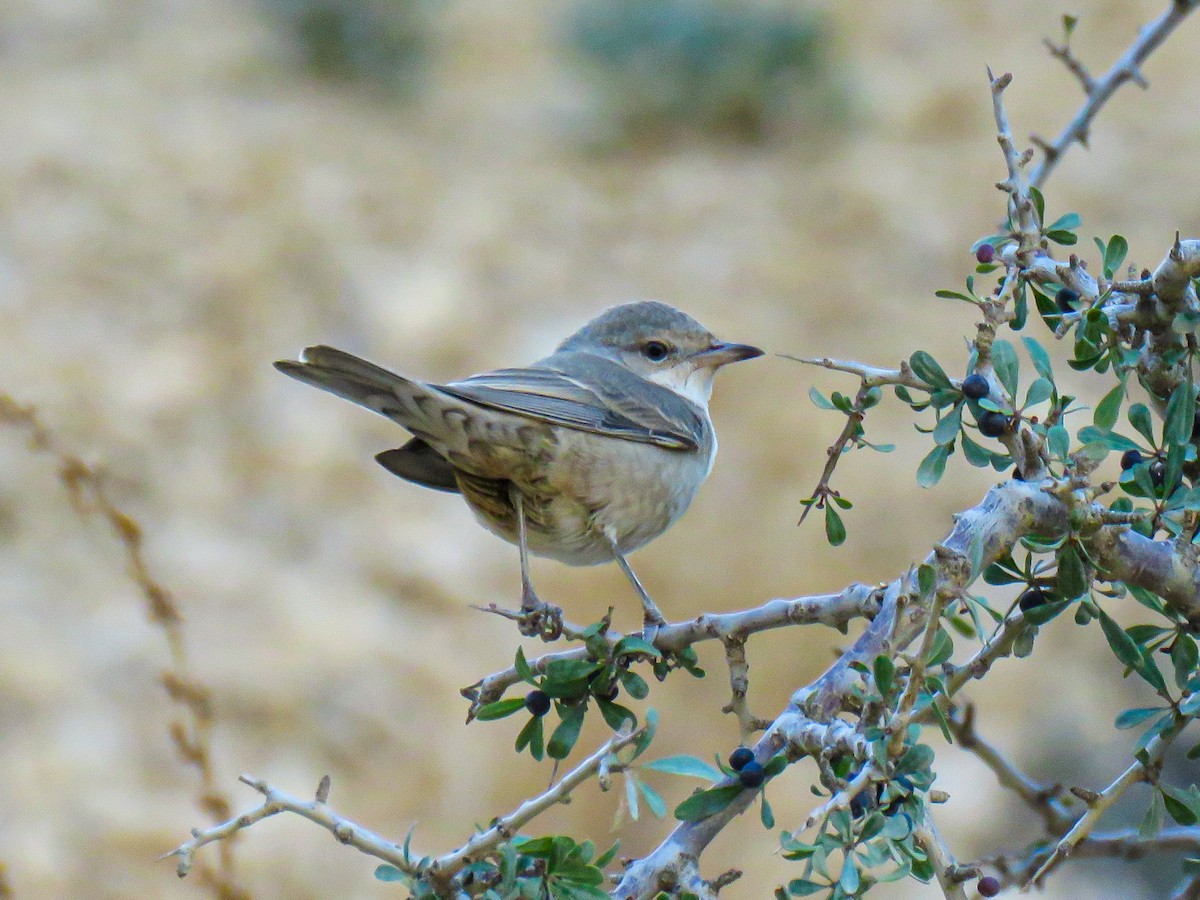 Barred Warbler - ML640752535