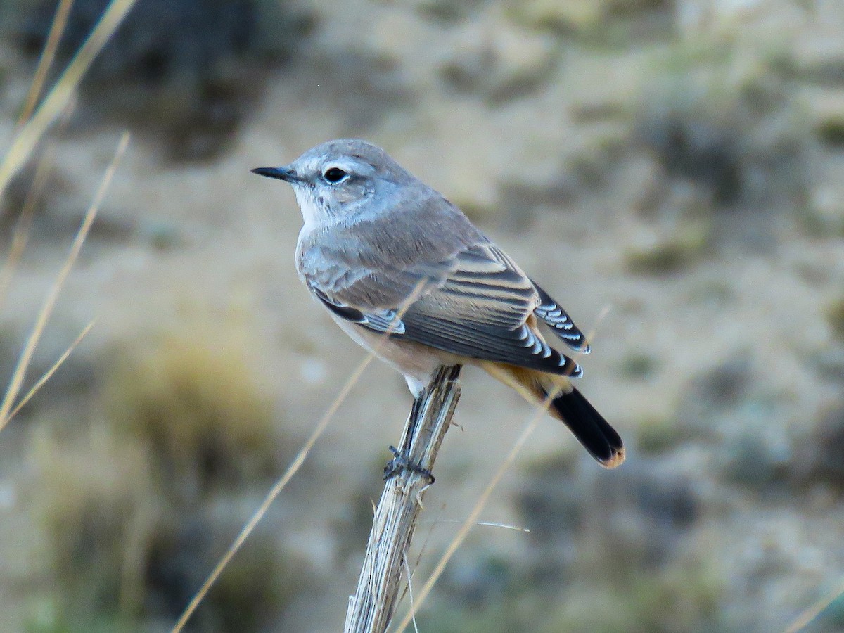 Persian Wheatear - ML640752541
