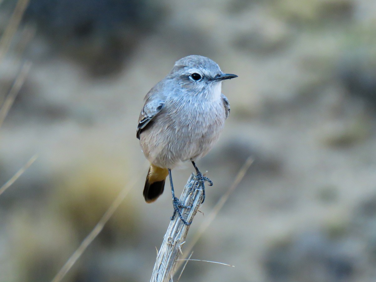 Persian Wheatear - ML640752542