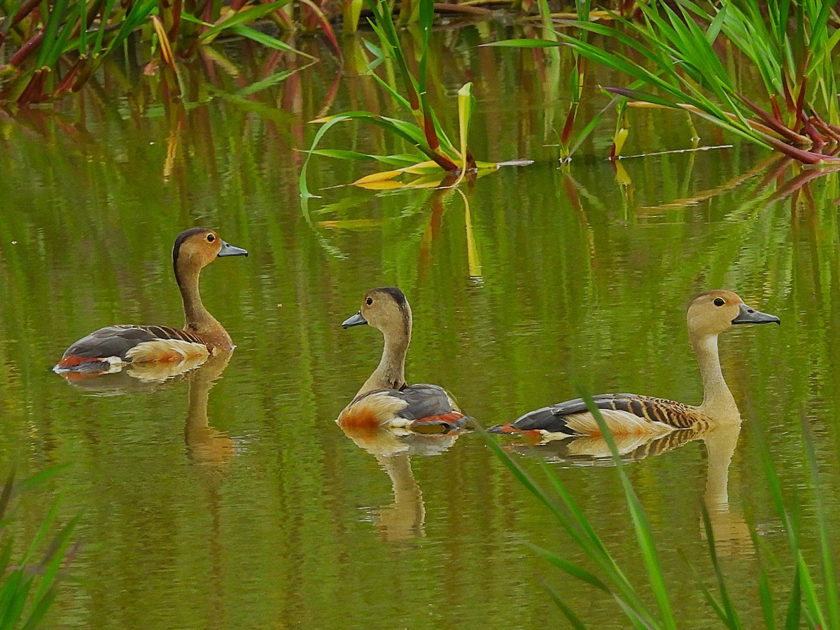 Модны анхир - ML640752547