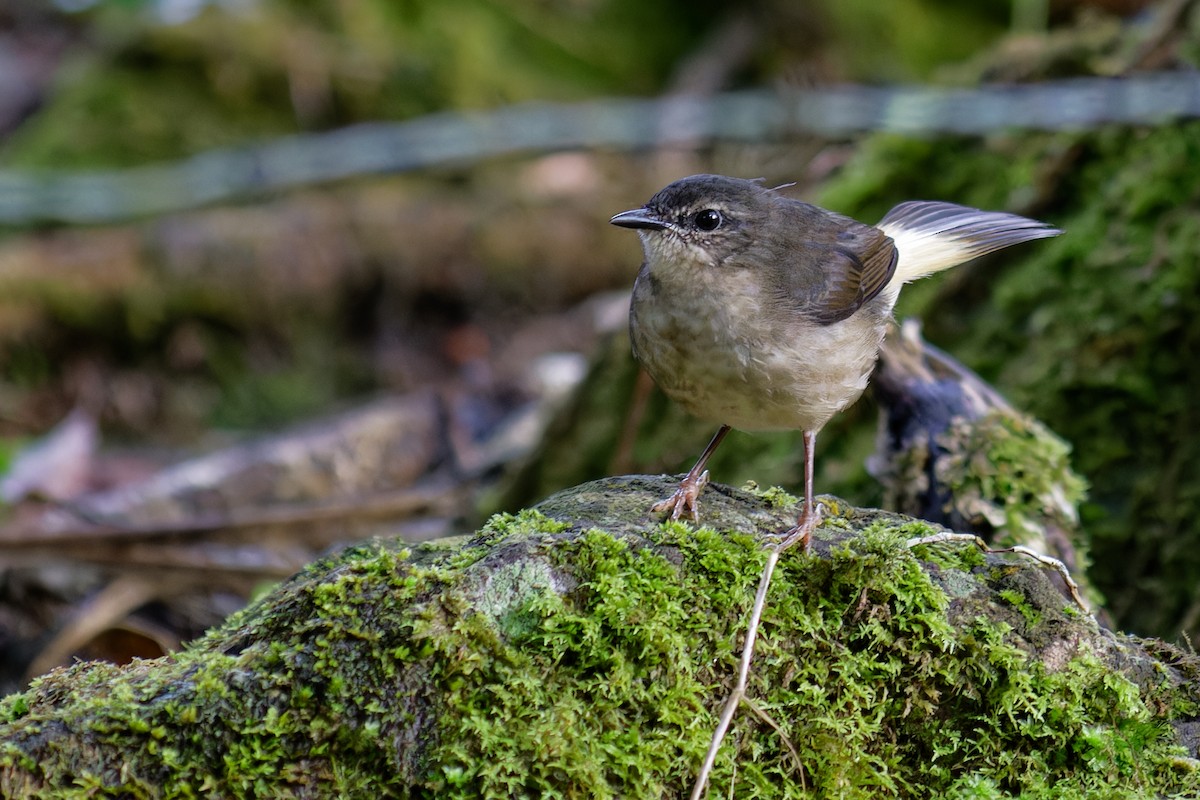 Buff-rumped Warbler - ML640752548