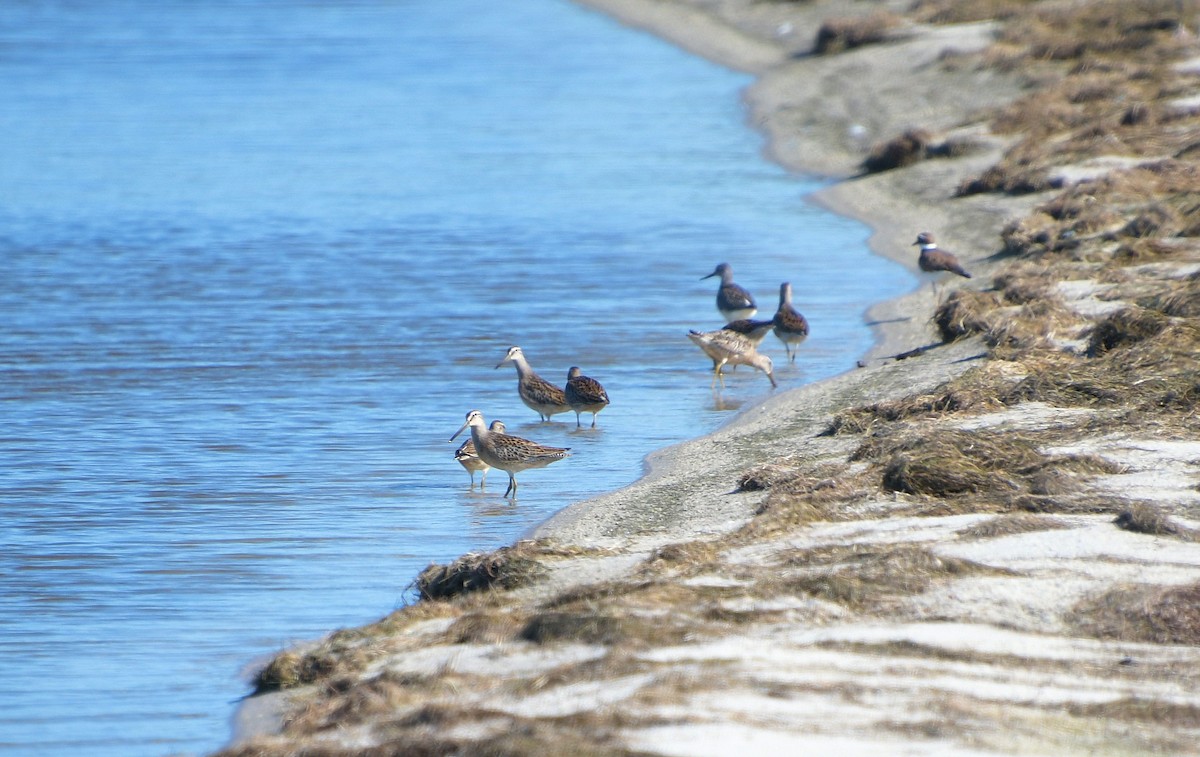 Short-billed Dowitcher - ML640752561