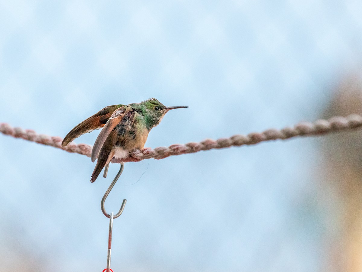Berylline Hummingbird (Northern) - ML640752574